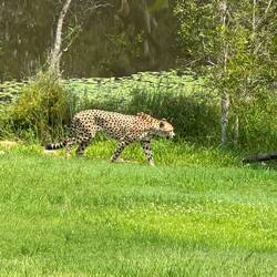 Gepard Depardieu (ja es ist ein Wortspiel)
