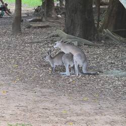 Gepaart und nicht Gepard