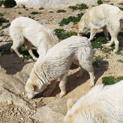 Die "Bewacher" beim Verzehr meines Knäckebrot's