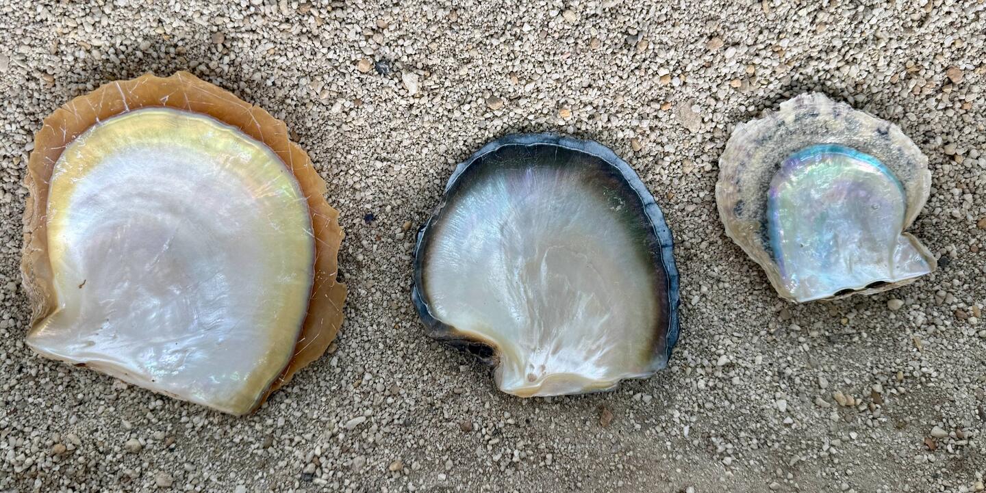 verschiedene Muscheln geben weisse, roséfarbene, goldene und schwarze Perlen