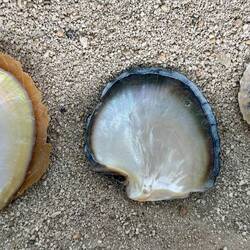verschiedene Muscheln geben weisse, roséfarbene, goldene und schwarze Perlen