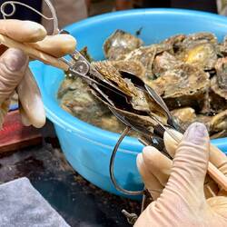 Implantierung Fremdkörper, damit eine Perle wachsen kann