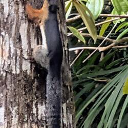 Dreifarben-Eichhörnchen