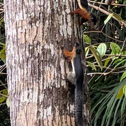 Dreifarben-Eichhörnchen