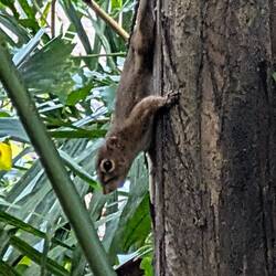Und noch ein Hörnchen...