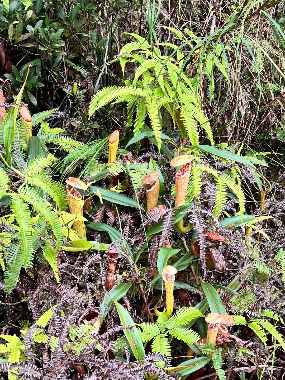 Fleischfressende Pflanzen