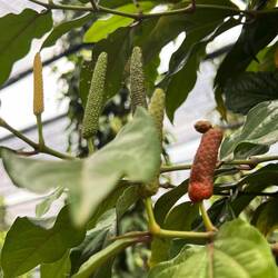 Long Pfeffer in verschiedenen Reifegraden