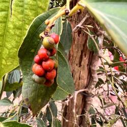 4. Stadium: roter Pfeffer. Wird er geschält erhält man weißen Pfeffer