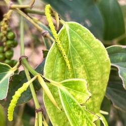 Das erste Stadium des Pfeffers