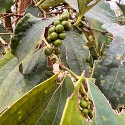 3. Stadium: schwarzer Pfeffer