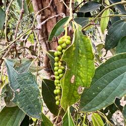 Junger grüner Pfeffer