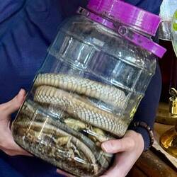 Reiswein mit Schlange, war nicht gut