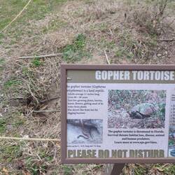 Ne ganz wilde Schildkröte, lebt an Land, gräbt Löcher für Alle und darf nicht ins Wasser.