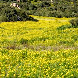Es fängt überall traumhaft an zu blühen