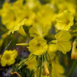 Schönheiten am Wegesrand