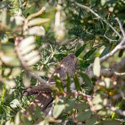 Eine "kleine" Heuschrecke...