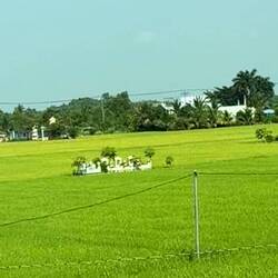 Graves amidst the fields: a common site