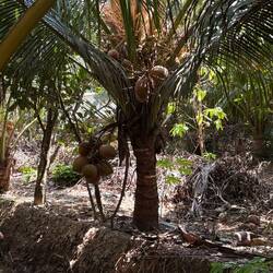 Water coconut tree from which we picked coconuts