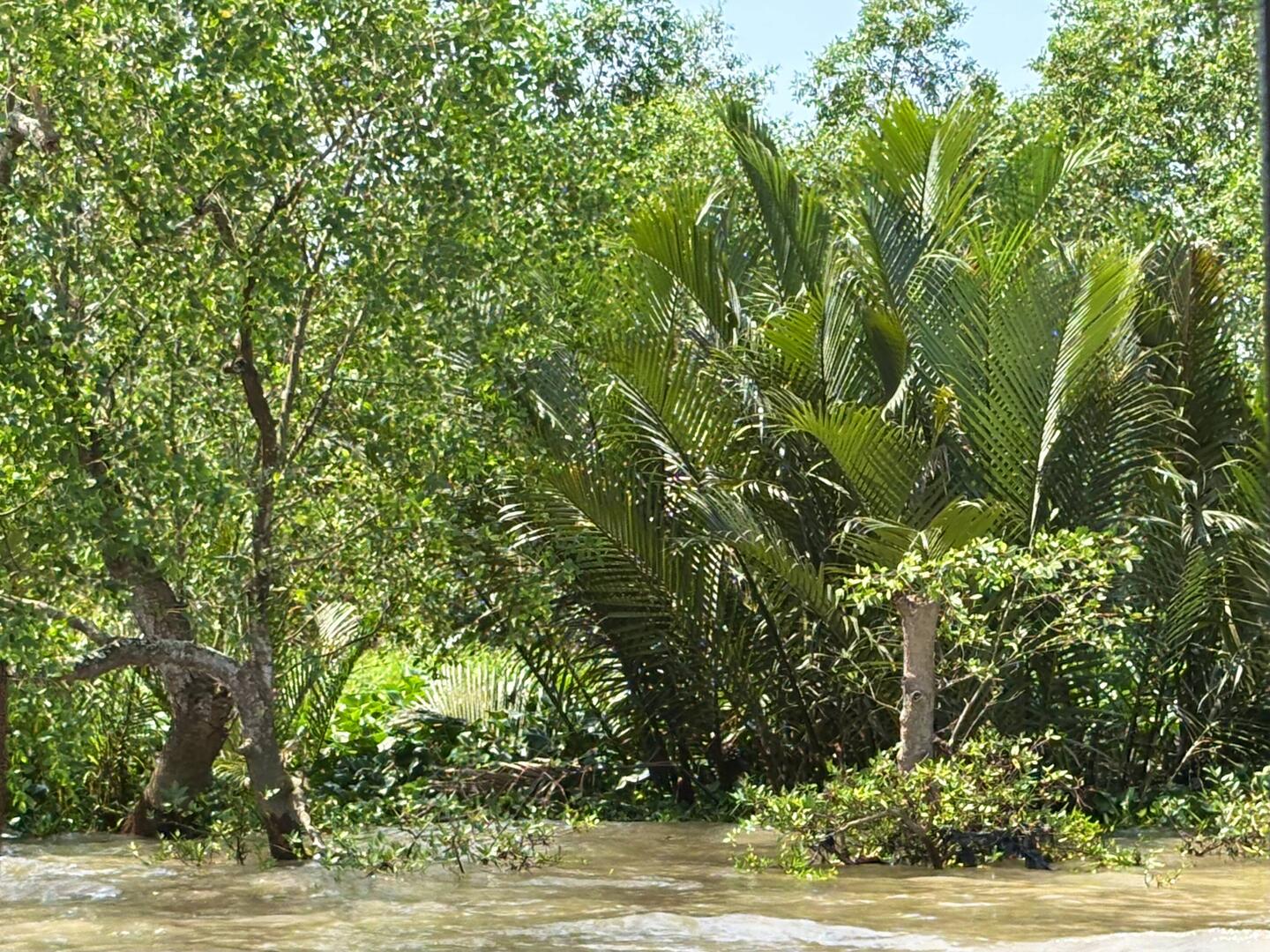 Along the river in the Mekong delta
