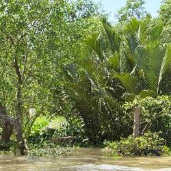Along the river in the Mekong delta