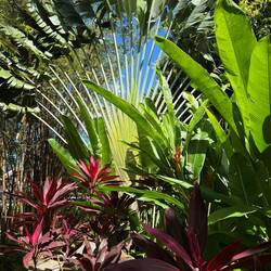 Botanischer Garten in Deshaies 🌴🌳🌵🌺