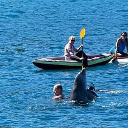 Der Delphin in der Bucht von Deshaies 🐬