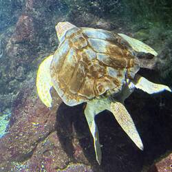 Viele Wasserschildkroten...- dieser ist im Aquarium in Point-a-Pitre 😅