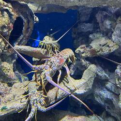 Lobster im Aquarium in Point-a-Pitre 🦐