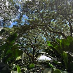 Botanischer Garten in Deshaies 🌴🌳🌸