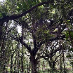 Der Wald bei der Honolua Bay