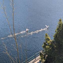 Apparently Empress Sisi loved swans so the town always kept some around for her visit.