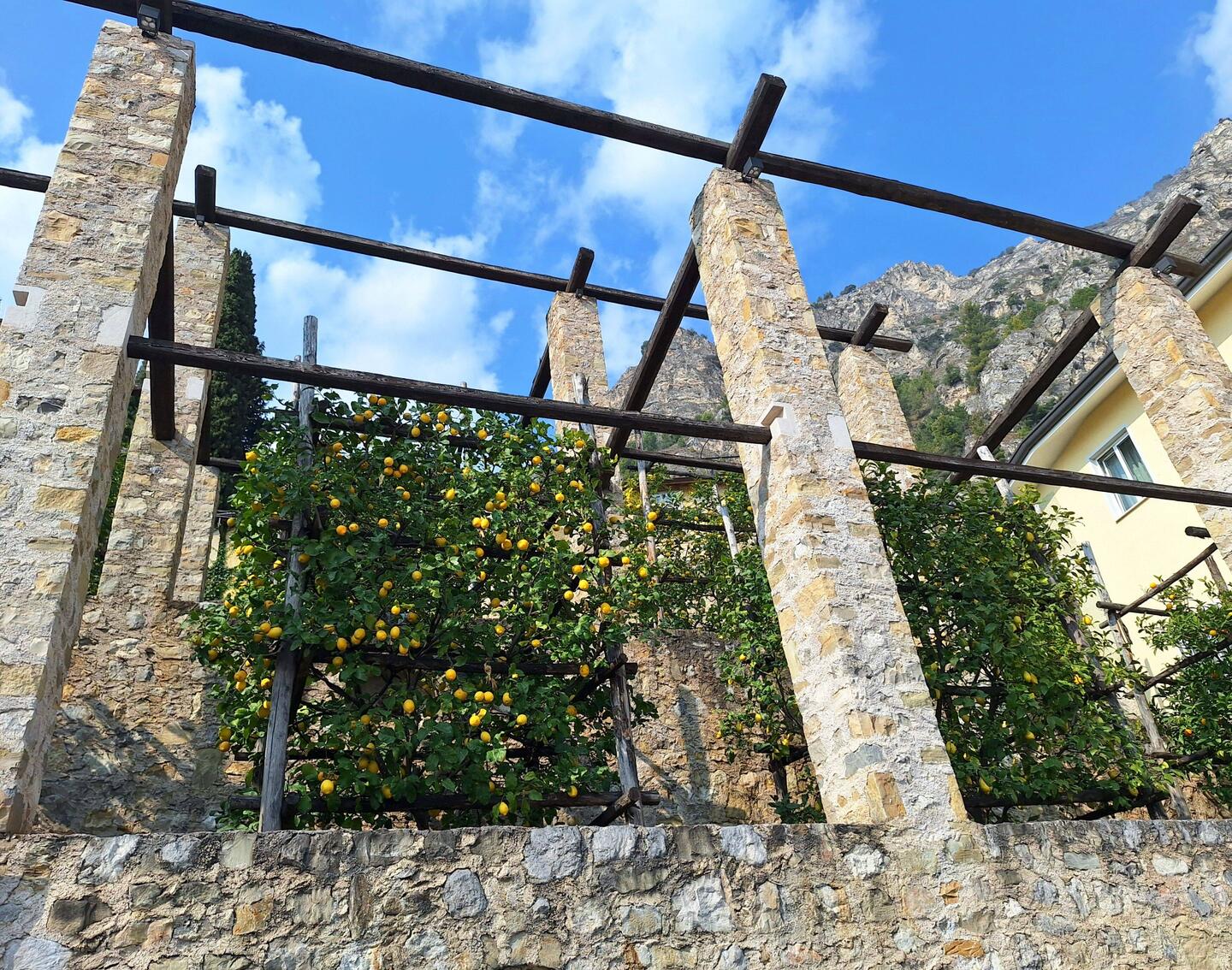 Zitronenhain in Limone