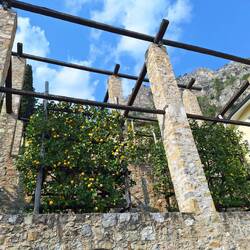 Zitronenhain in Limone