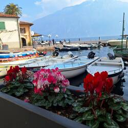 Blick über Alpenveilchen in den alten Hafen