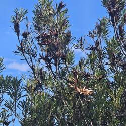 Verblühte Prodeaart