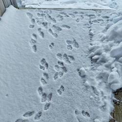 Die Terrasse war voll mit Ermy-Spuren