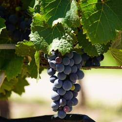 Unsere Lieblingstraubensorte Malbec.