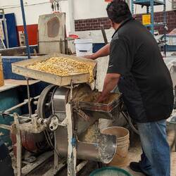 Corn kernels being ground to make tortillas