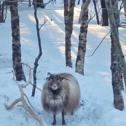 Bei Lila. Das Schaf hat den Ast schon gut vorbereitet