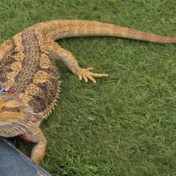 "Riesenwaran" (30 cm) am Strand