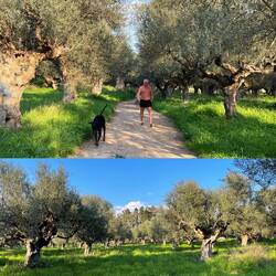 Wir wohnen die Tage direkt an einem großen Olivenhain in Sparta