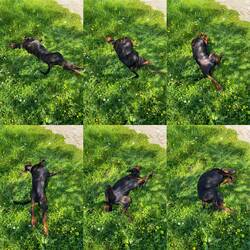 Lesley lieb diese saftige Wiese