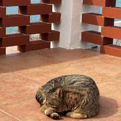 Und der legt sich auch noch hin 😳