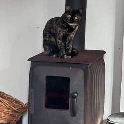 Was will sie mir sagen?