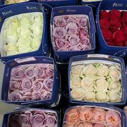 The variety of roses were amazing.