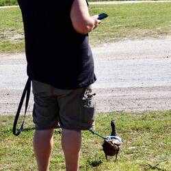 Der eine geht mit dem Hund, der andere mit seiner Ente