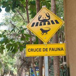 Le village n'est loin de la mangrove, il y a donc des crabes qui se baladent