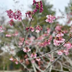 Blossom 🌸