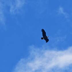 El Condor