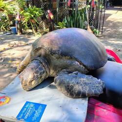 Jorge schätzt das Exemplar auf ca. 50 Jahre ...